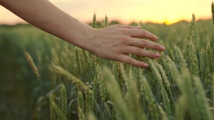Woman farmer walks through a wheat field at sunset, touching green ears of wheat with his hands....