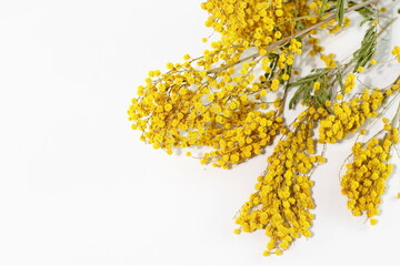 Yellow bouquet of mimosa flower