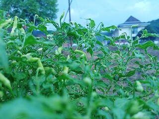 plants in a garden