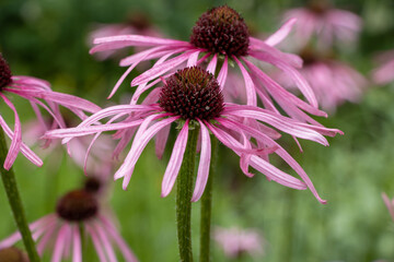 Purple coneflower (Echinacea purpurea), also called red pseudoconeflower, is a plant species from the genus of coneflowers (Echinacea) in the daisy family (Asteraceae)