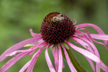 Purple coneflower (Echinacea purpurea), also called red pseudoconeflower, is a plant species from the genus of coneflowers (Echinacea) in the daisy family (Asteraceae)