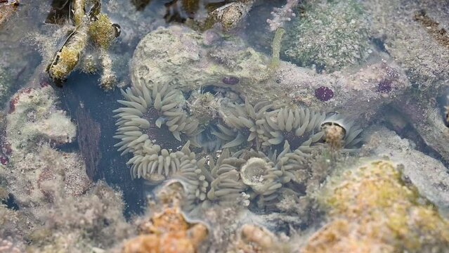 Sea urchins marine life. Sea wildlife in video 4K