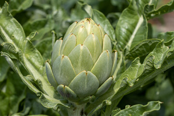 The artichoke cultivar is grown for its edible budded inflorescences and consumed as a flowering vegetable