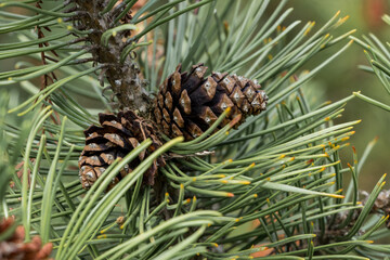 Cones of a crooked pine/mountain pine (Pinus mugo)