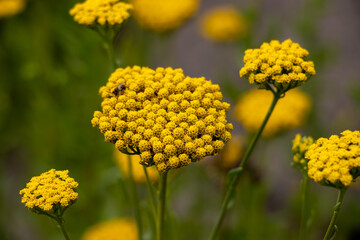 The liver balm yarrow (Achillea ageratum) or liver sheaf is a plant species from the genus of yarrow (Achillea)