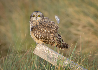 Short eared owl Asio flammeus and feather on wooden post at dusk in France