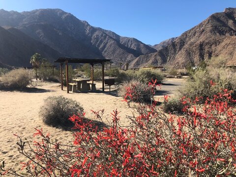 Palm Canyon, Anza Borrego