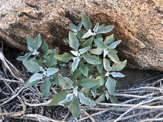 Anza Borrego