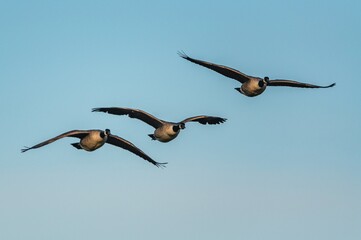 Canada Geese, Canada Goose, Branta Canadensis in flight