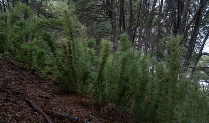 Fototapeta premium Patagonia vegetation. The forest in the Andes mountains. View of the green Chusquea culeou canes, also known as Colihue, and Nothofagus dombeyi trees, also known as Cohiue, growing in the woods.