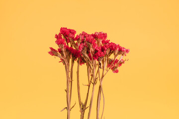 forever alive fuchsia on yellow background