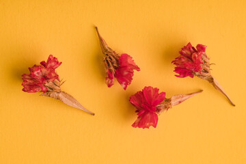 forever alive fuchsia on yellow background