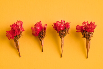 forever alive fuchsia on yellow background