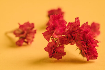 forever alive fuchsia on yellow background