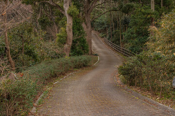 植物園の中の遊歩道、森林と石畳の歩道
