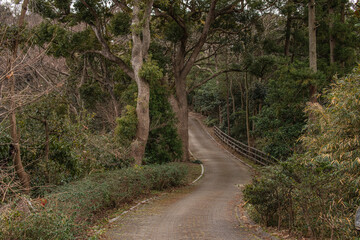 植物園の中の遊歩道、森林と石畳の歩道