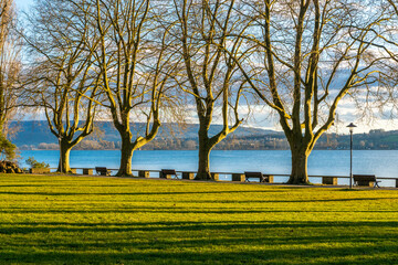 Obraz premium Bäume am Seeufer des Bodensee im Frühling Mettnau Park Radolfzell am Bodensee