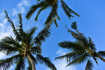 Fototapeta na wymiar Palm trees in the sky