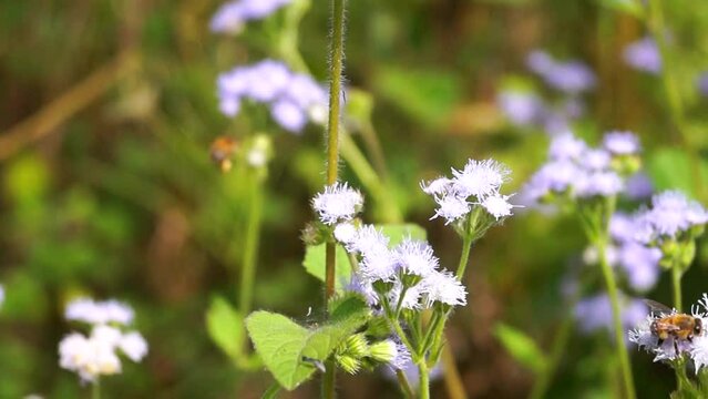Abeja polinizando flores silvestres