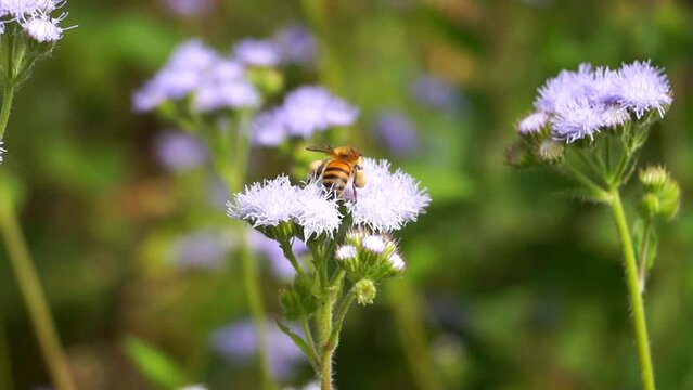 Abeja polinizando flores silvestres