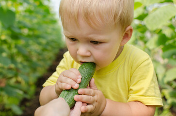 A little boy toddler bites a cucumber in a greenhouse in the summer. close-up portrait