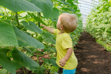 A little boy toddler picking a cucumber in a greenhouse from a garden bed. Ingathering