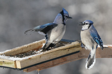 Blue Jays fighting over food in tray feeder following heavy snowstorm in early morning. Sometimes...