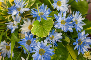 forget me not flowers