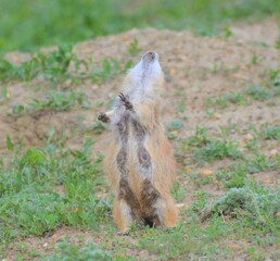 Mother Prairie Dog