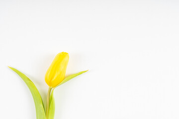 layout of yellow tulips on a white background with copy space