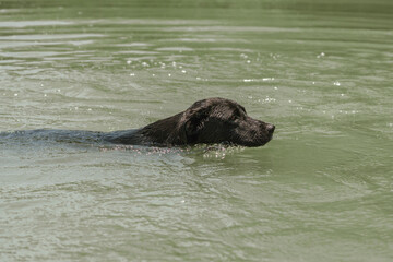 Fototapeta premium black dog swimming in a river in the mountains of peru