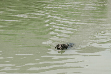 black dog swimming in a river in the mountains of peru