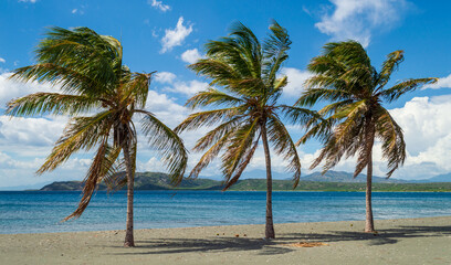 Plakat palm tree on the beach