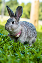 rabbit in the grass
