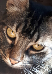 Retrato de gato atigrado.