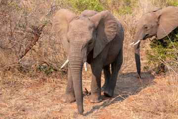 Young Male African Elephant in Kruger National Park in South Africa RSA