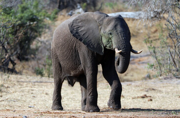 Fototapeta na wymiar Young Male African Elephant Bull in Kruger National Park in South Africa RSA