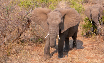 Young Male African Elephant with threat display in Kruger National Park in South Africa RSA