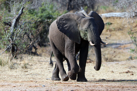 Young Male African Elephant walking in Kruger National Park in South Africa RSA