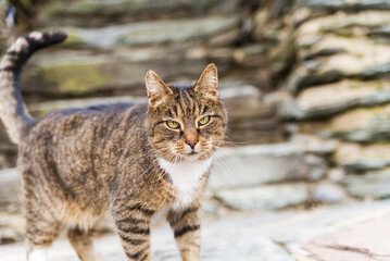 Obraz premium A motley street cat walks along the street. A spotted cat is standing on the sidewalk. the cat is looking at the camera.