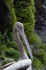 Portrait of young Australian pelican