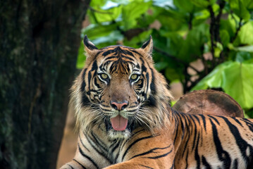 Fototapeta na wymiar Male Sumatran tiger close up 