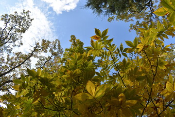 yellow leaves against sky