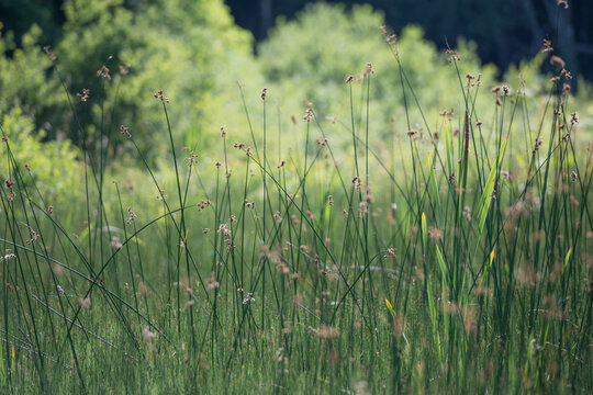 Feuchtwiese, Binsengras gesellschaft im Sommer