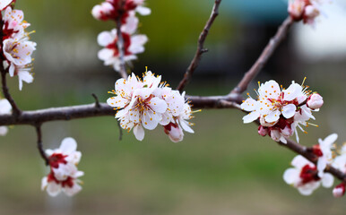 Blooming cherry tree in the garden. Cherry flowers close up. Natural blurred background.