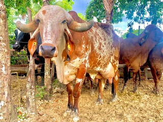 Farm and cow