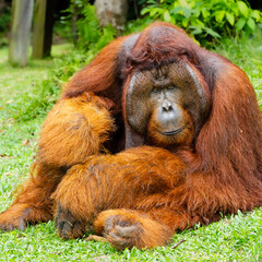 Dominant male flanged orangutan in Indonesian Borneo.