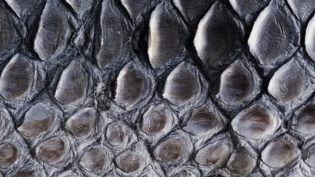 Black snake leather close-up, production of handmade accessories made of genuine or artificial animal python skin. Hide material on workplace, quality control.