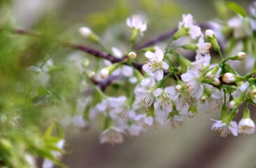 White Wild Himalayan Cherry flower bunch with blur background