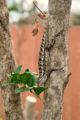 close up of a Texas spiny lizard (Sceloporus olivaceus) sitting vertically on a branch of a  ligustrum